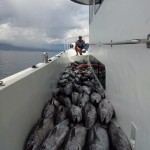 abundance fish